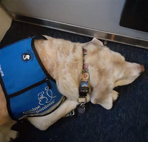 air france assistance dog